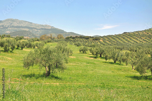 Olive trees