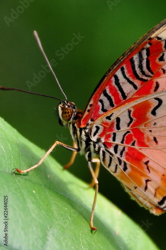 Red Lacewing Butterfly with Claws © Doug Schnurr