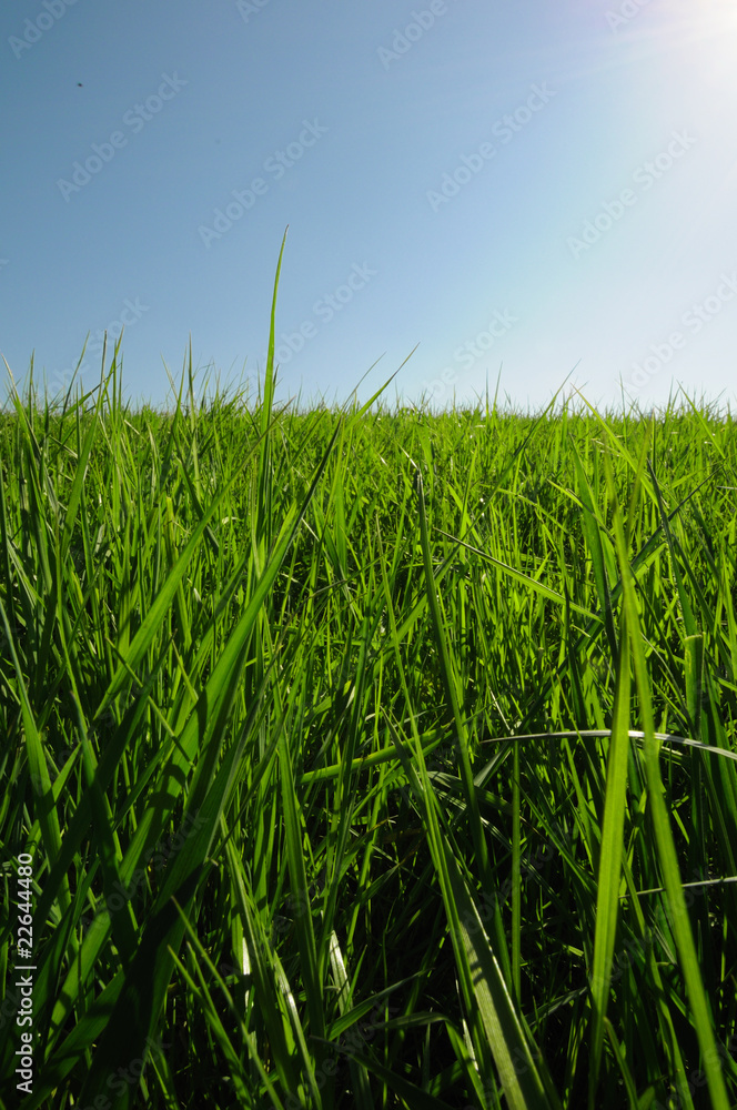 Obraz premium grass grassland