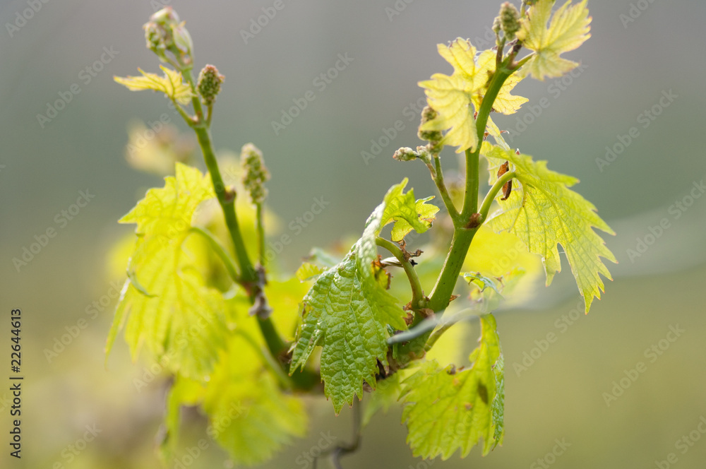 Fototapeta premium Weinrebe im Frühling 3