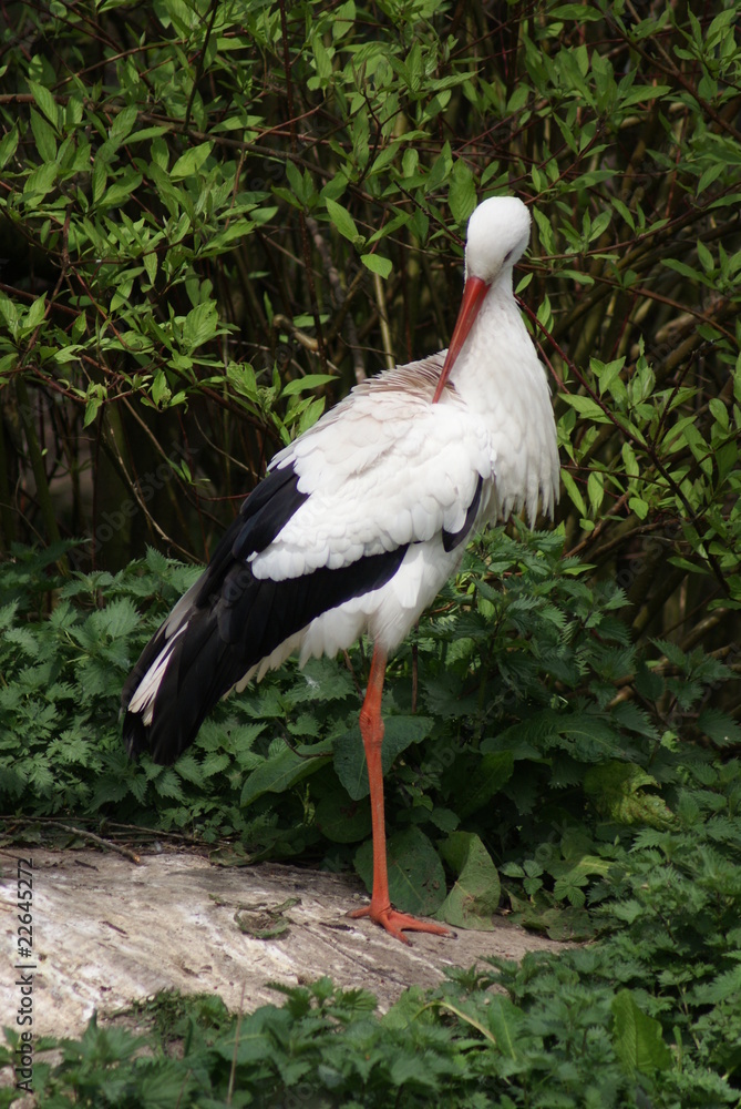 Fototapeta premium White Stork