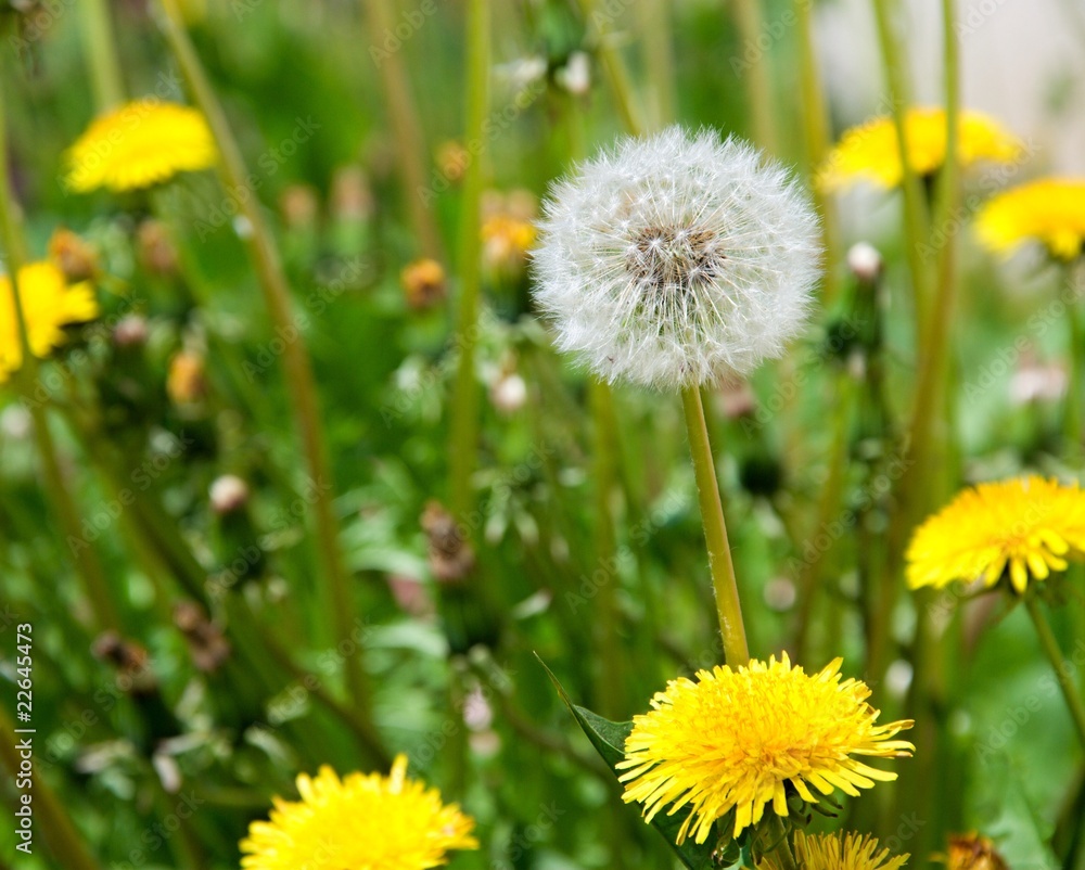 Detail of dandelion Detail of dandelion