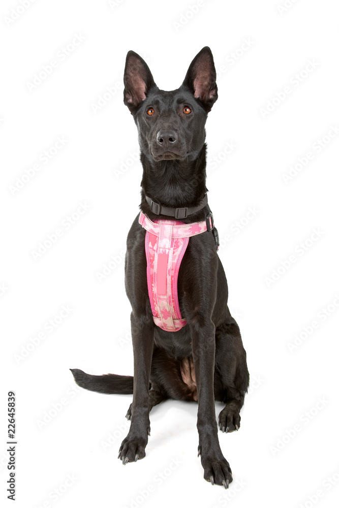 Belgian Shepherd Dog Malinois on a white background Belgian Shepherd Dog Malinois on a white background