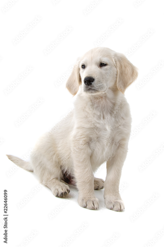 golden retriever puppy isolated on a white background golden retriever puppy isolated on a white background
