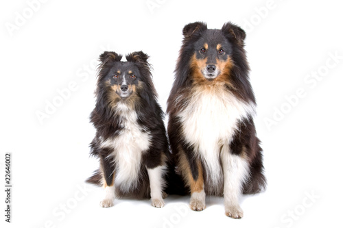 close up of two shetland sheepdogs (shelty)