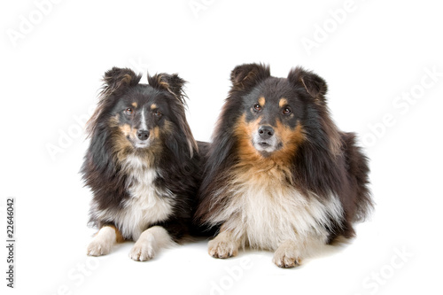 shetland sheepdog(shelty)