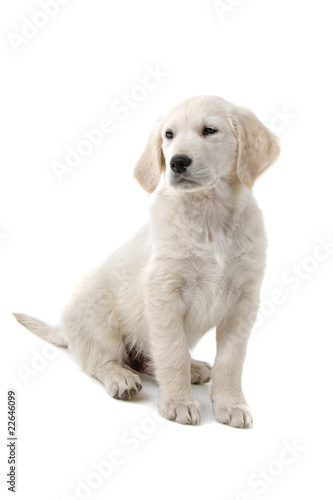 golden retriever puppy isolated on a white background
