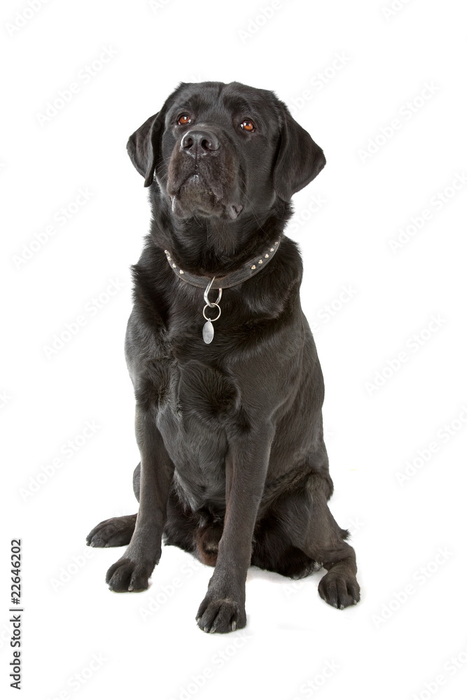 black labrador retriever dog looking up