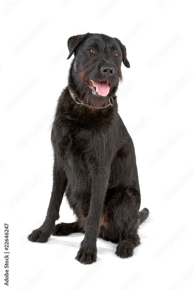 mixed breed dog (labrador/ bouvier des flandres) mixed breed dog (labrador/ bouvier des flandres)