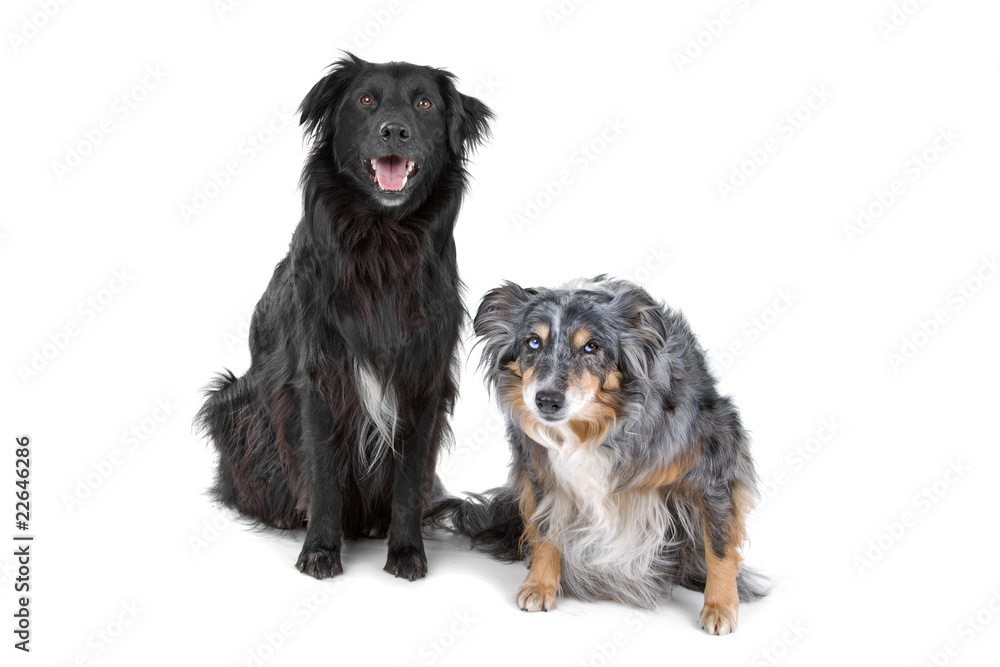 two border collie sheepdogs looking at camera