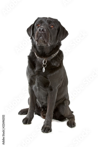 black labrador retriever dog looking up