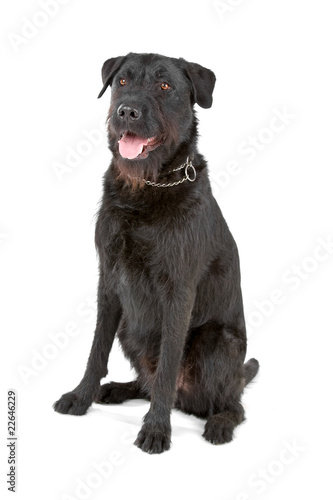 Fototapeta Naklejka Na Ścianę i Meble -  mixed breed dog (labrador/ bouvier des flandres)