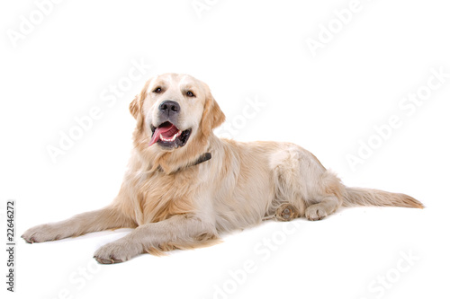 resting golden retriever dog isolated on a white background