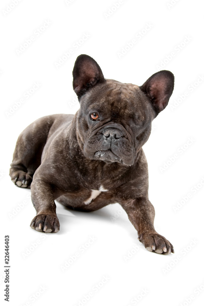 front view of a blind French Bulldog isolated on white
