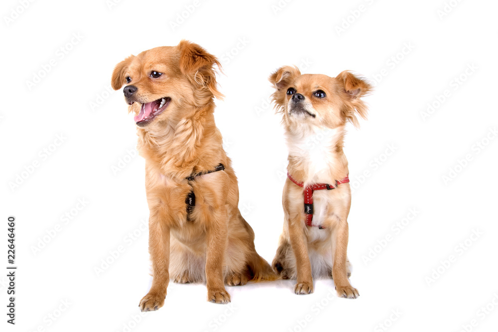 two chihuahua dogs on a white background