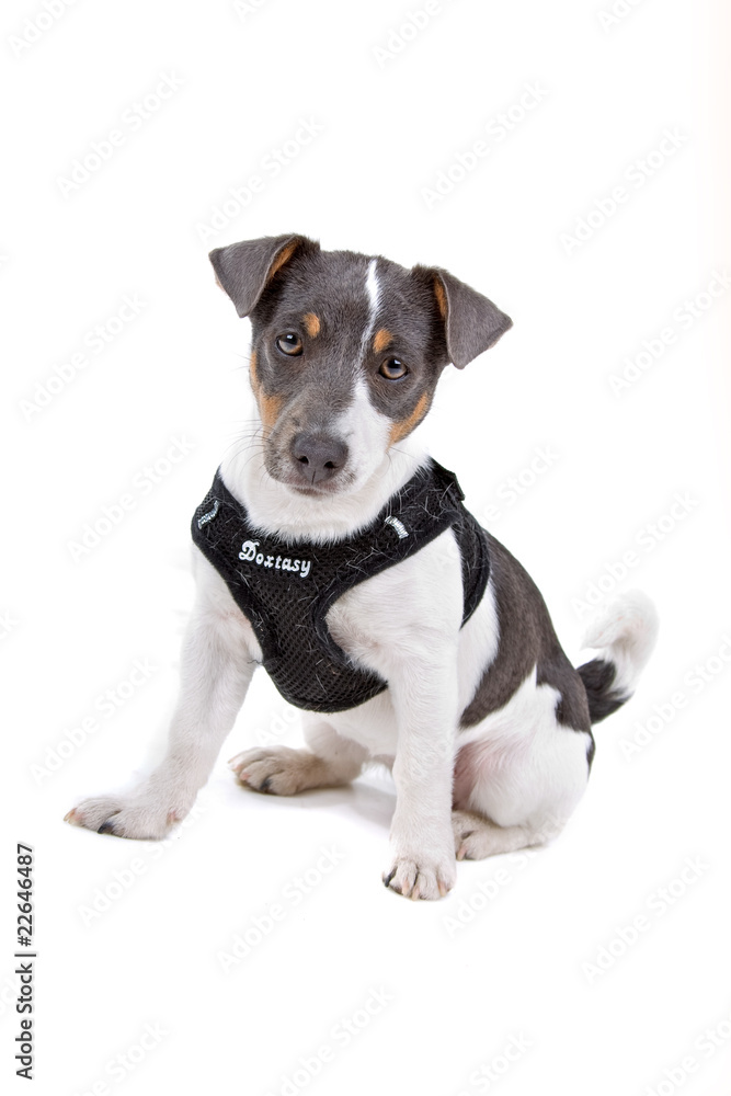 front view of a jack russel terrier wearing a harness
