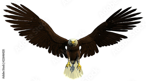 american bald eagle front
