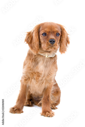 brown cavalier king charles spaniel puppy