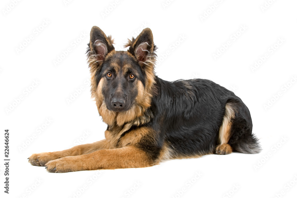 resting german shepherd dog looking at camera