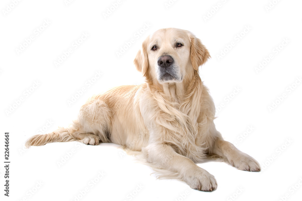 golden retriever dog isolated on a white background golden retriever dog isolated on a white background