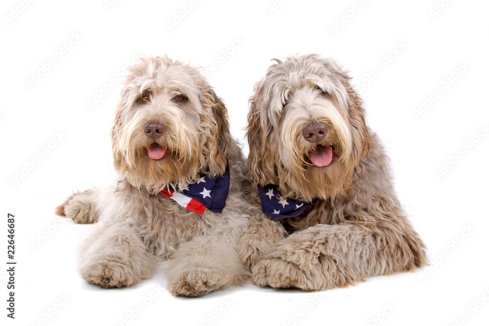 two australian labradoodle dogs