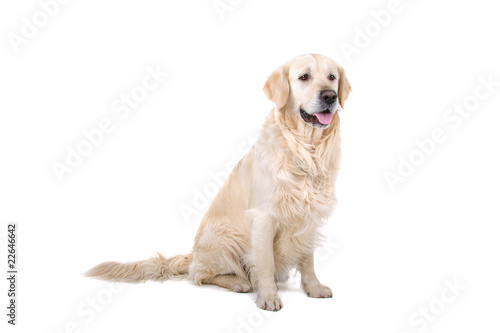 golden retriever dog isolated on a white background © Erik Lam
