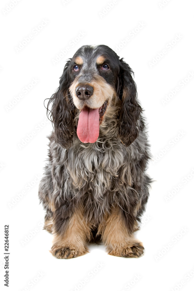 cocker spaniel isolated on a white background