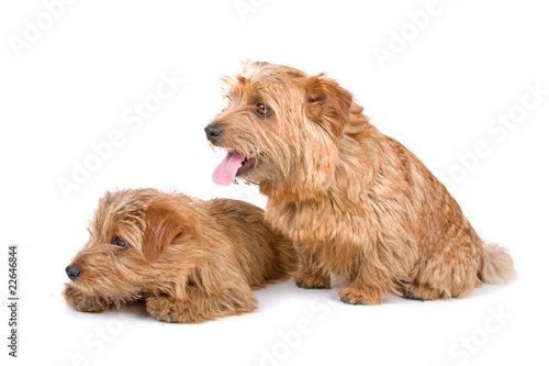 Two Norfolk Terrier dogs isolated on white photo