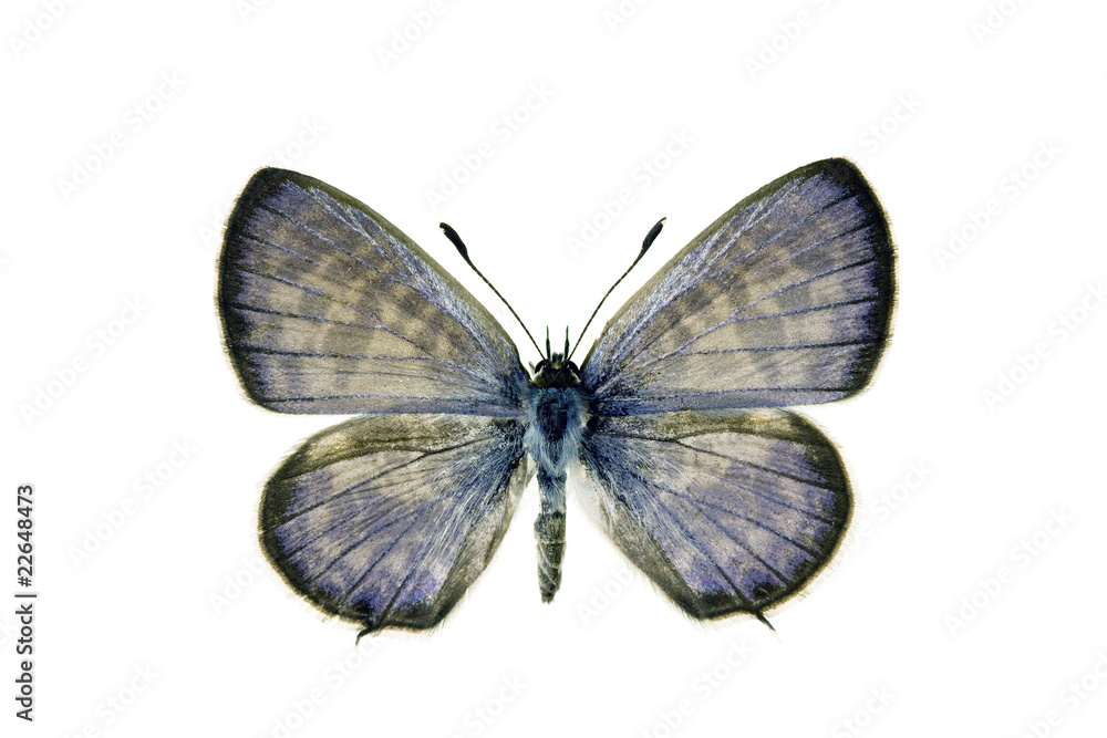 Fototapeta premium Butterfly - Plumbago Blue, Leptotes plinius, male