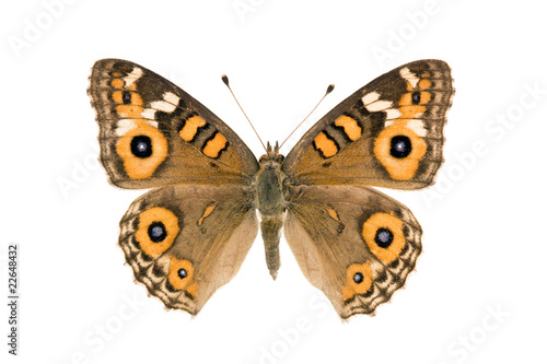 Butterfly - Meadow Argus, Junonia villida © peter_waters