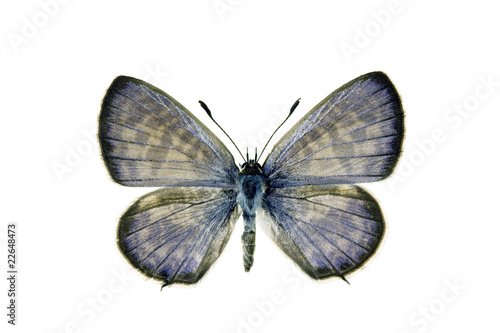 Butterfly - Plumbago Blue, Leptotes plinius, male © peter_waters