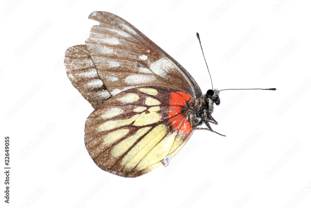 Obraz premium butterfly