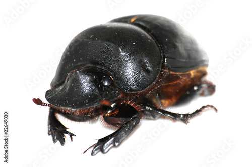 insect dung beetle © defun