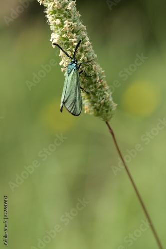 Turquoise (Adscita statices) photo