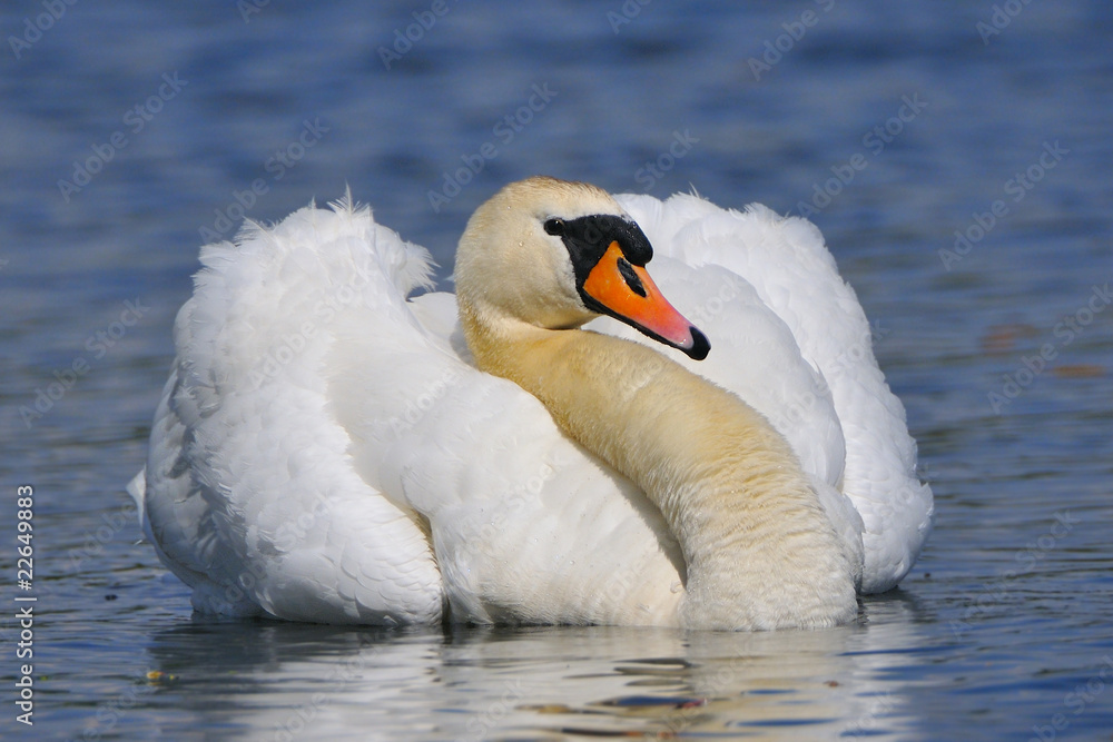 Obraz premium Höckerschwan