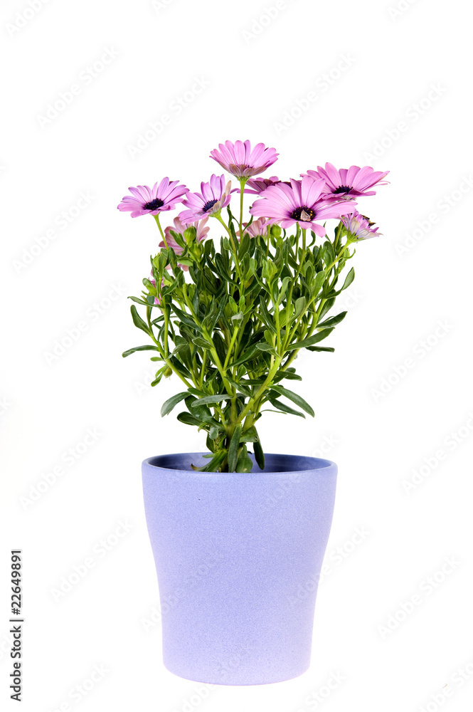 a spanish daisy in a vase