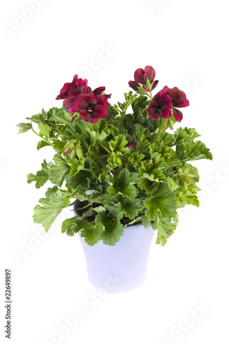a colorful petunia in a vase
