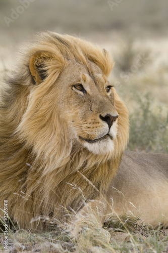 Male Kalahari lion in the wind