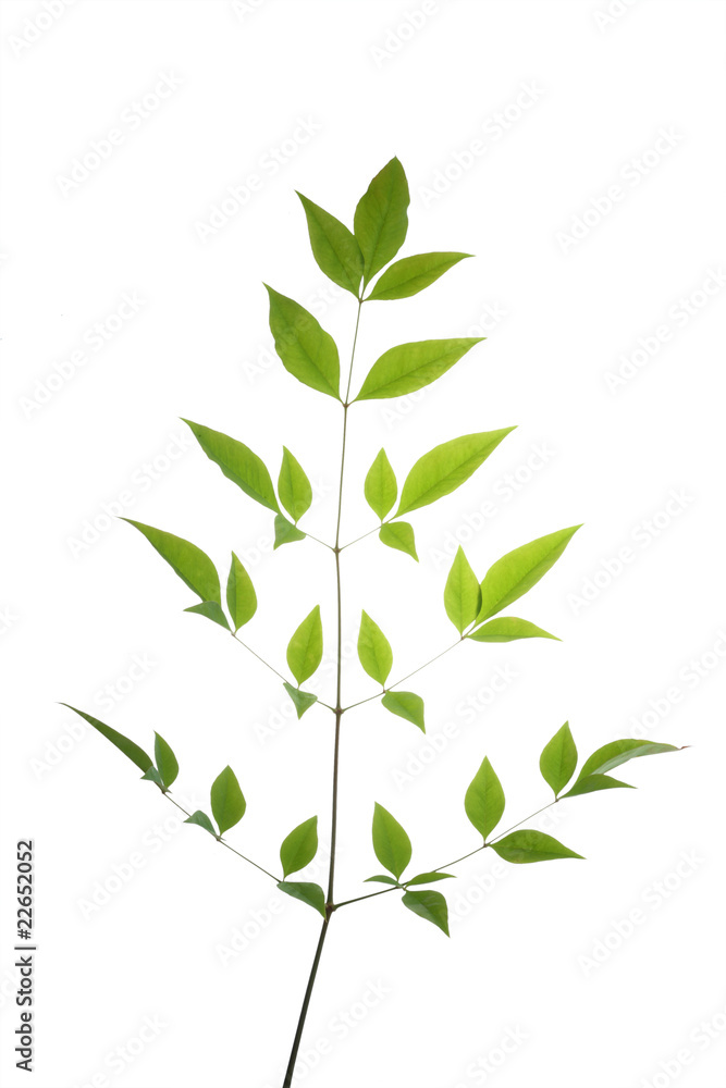 tree leaf isolated on the white background. tree leaf isolated on the white background.