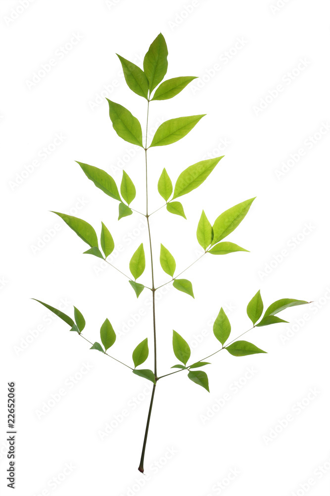 Fototapeta premium tree leaf isolated on the white background.