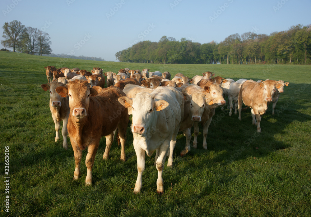 Animal ferme vache 19