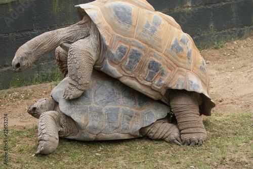 Aldabra Giant Tortoise: Mating