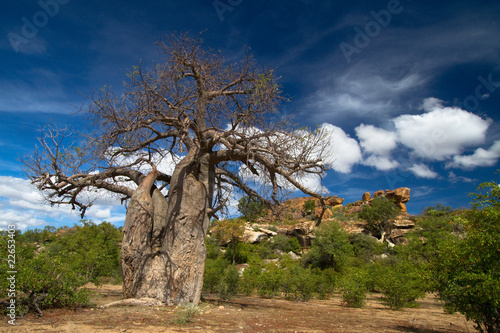 Foto Baobab tree landscape