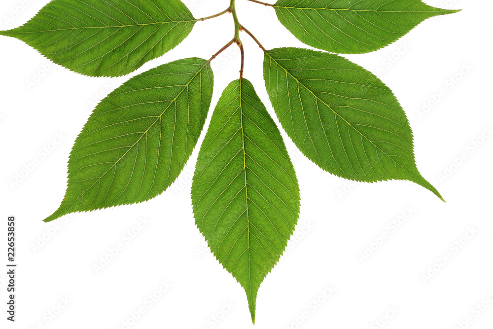 Fototapeta premium tree leaf isolated on the white background.