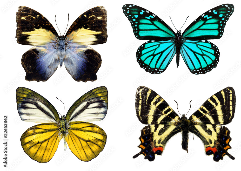 Some various butterflies isolated on white Some various butterflies isolated on white