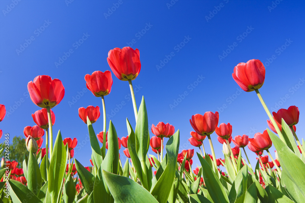 Fototapeta premium red tulips against the blue sky