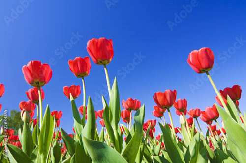 red tulips against the blue sky