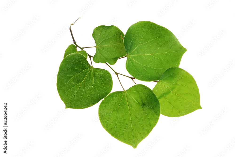 Fototapeta premium tree leaf isolated on the white background.
