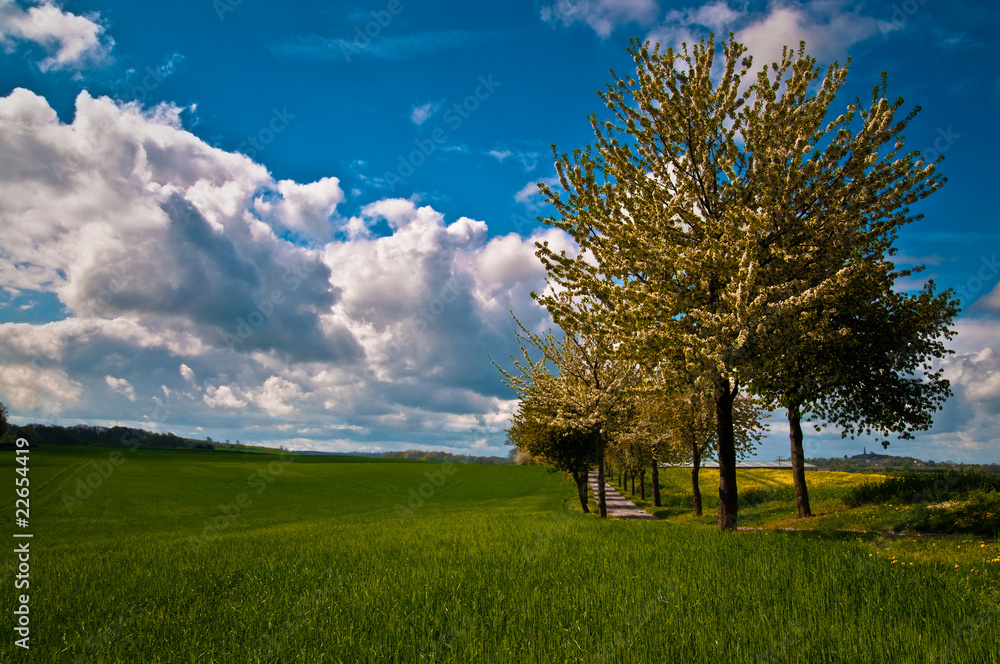 Obraz premium Tree Lined Lane