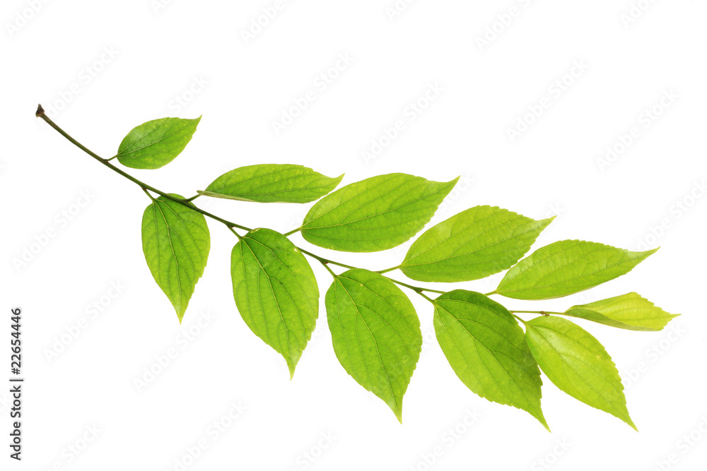 tree leaf isolated on the white background. tree leaf isolated on the white background.